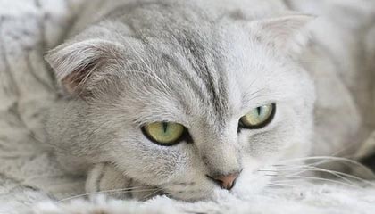 C7娱乐中国|足球赛事v4.4.6